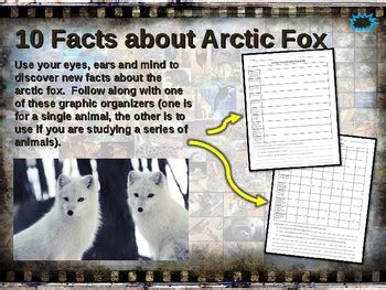 arctic fox  facts fun engaging   links