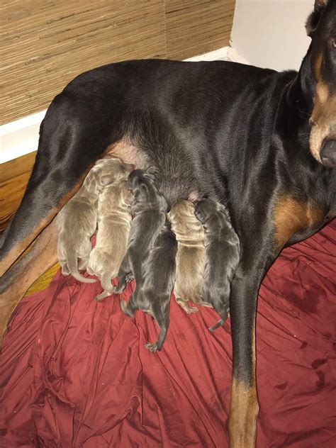 Not Sure How My Red Doberman Had Dawn Babies With This Blue Doberman