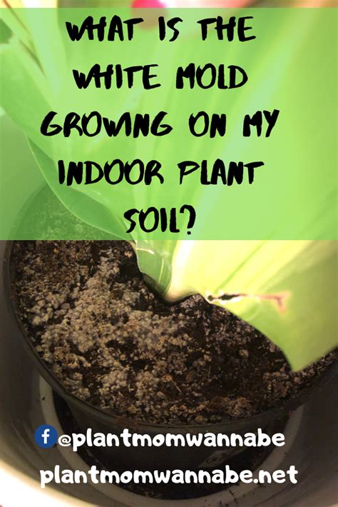 Since the mold typically only affects the soil, the green onions should be just fine to eat. What is the White Mold Growing on my Indoor Plant Soil ...