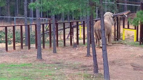 aggie l on twitter rt elephantstn artie continues to make himself at home at the sanctuary