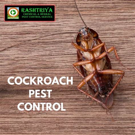 Cockroach Pest Control Service कॉकरोच पेस्ट कंट्रोल सर्विस कॉकरोचेस पेस्ट कंट्रोल सर्विस