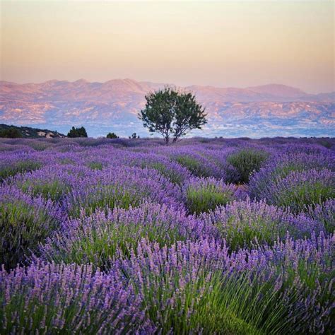 Lavender Fields Not Far From Antalya Region Tuvana Hotel