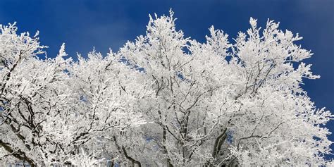 Ice Covered Trees What To Do And What Not To Do Alpine Tree Service