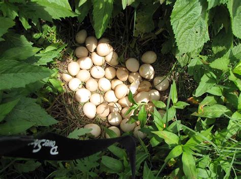 Guinea fowl lay eggs, but they are not usually kept for their egg production. Guinea Nest | Rural Ramblings...