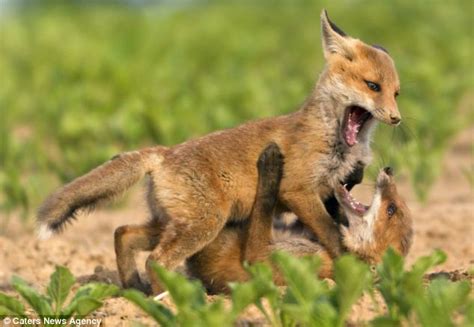 Fox cubs squabble over a stash of hidden food | Daily Mail Online
