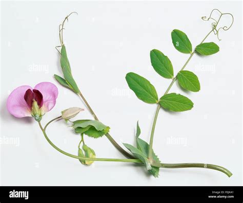 Pisum Sativum Flower Wild Pea Climbing Vine With Green Opposite Stock