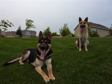 Sire And Dam Central Valley German Shepherds