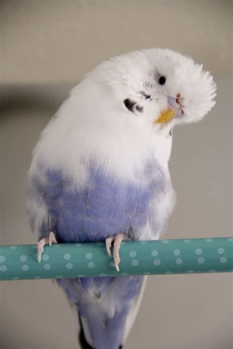 White Blue Budgie Free Photo Download Freeimages