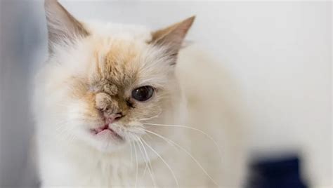 Cleft Palate In Cats Symptoms Causes And Treatments Cattime