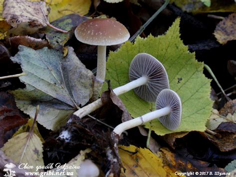 Світ грибів України Leratiomyces Squamosus