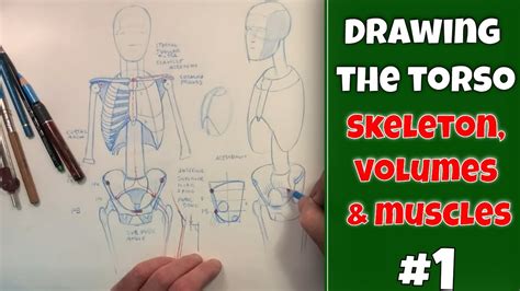 Related posts of muscles on the side of your torso muscles of cow. Drawing the torso: Skeleton, volumes and muscles - Promo ...