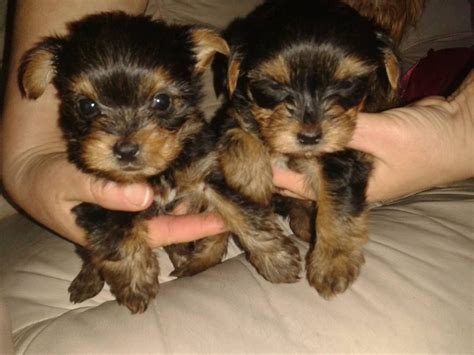 Dog breeders and puppies for sale in iowa. Yorkshire Terrier Puppies For Sale | Dorchester, Dorset ...