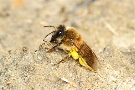 Difference Between Honey Bees And Mason Bees Pest Control Gurus