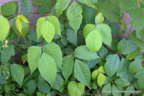 Eastern Poison Ivy Toxicodendron Radicans Our Accidental Enemy