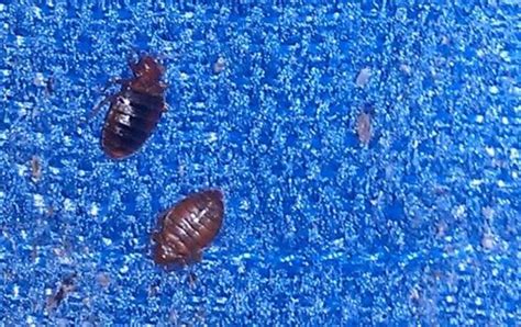 How To Identify Bedbugs And Distinguish Them From Other Pests Dengarden