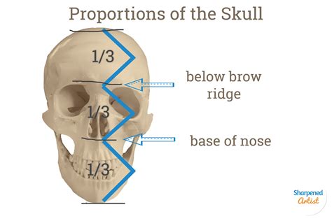 Portrait Prep Series Lesson 2 The Skull Muscle And Skin — Sharpened
