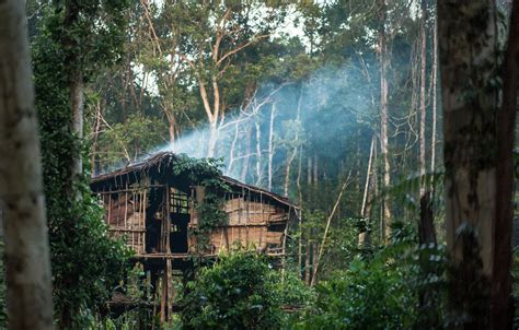 Ini 5 Daerah Penghasil Hutan Terbesar Di Indonesia