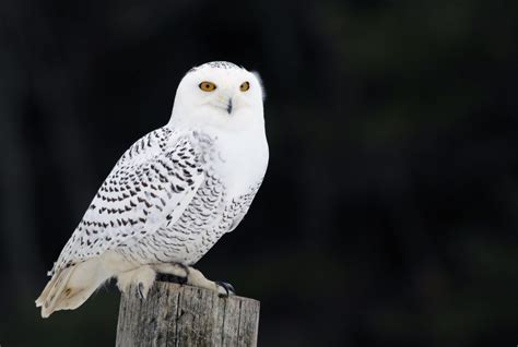 Owls In Nebraska 11 Noteworthy Species To See In This State