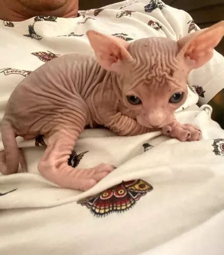 Sphynx Filhotes M E F Mão Castrados Não Envio Parcelamento sem juros