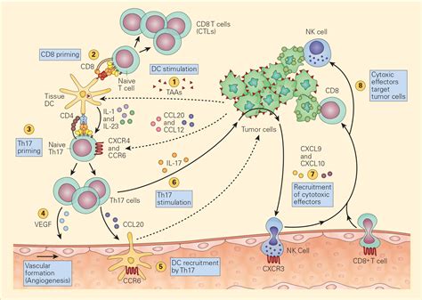 Immunology Immune System Immunity Cells Of Immune Sys