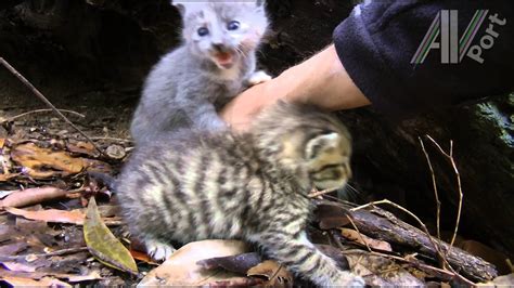 Cute Feral Kittens Best Of Kittens In Wild Den Day 1 To 18 Youtube