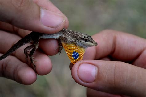 Top 145 Imágenes de lagartijas venenosas Destinomexico mx