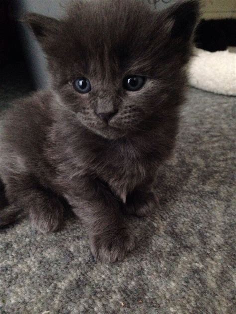 The Cutest Kitten You Will Ever See Katzen