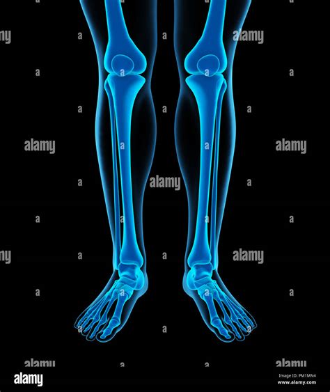 Los Huesos De La Pierna Anatomía Humana Fotografía De Stock Alamy