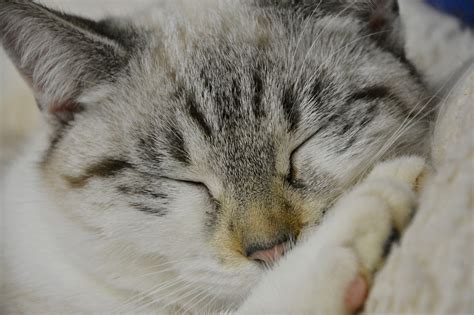 Cat Sleeping Young Sleep · Free Photo On Pixabay
