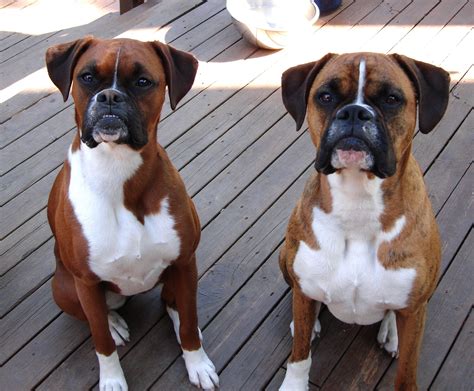 Its True What They Saymost Boxers Owners End Up With 2 Boxer