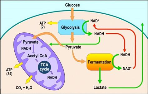 Aerobic And Anaerobic Cellular Respiration Science Amino