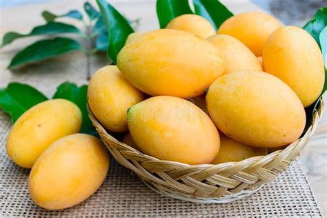Mango Del Ciruelo O Fruta Mariana Del Ciruelo Imagen De Archivo