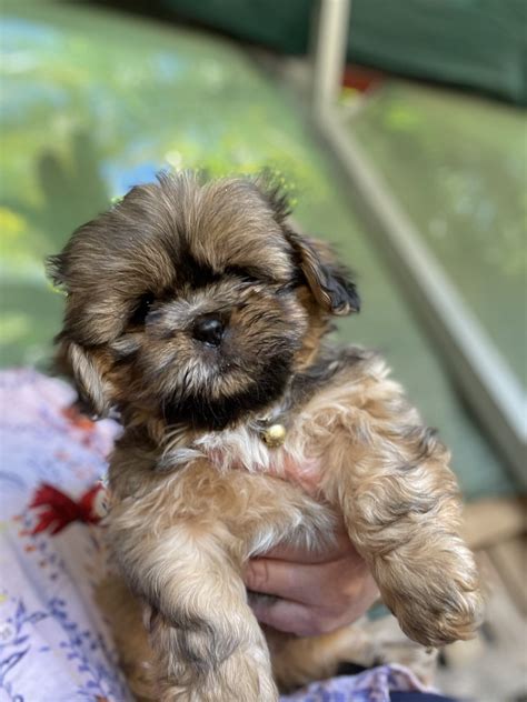 Pure Bred Shihtzu Puppies