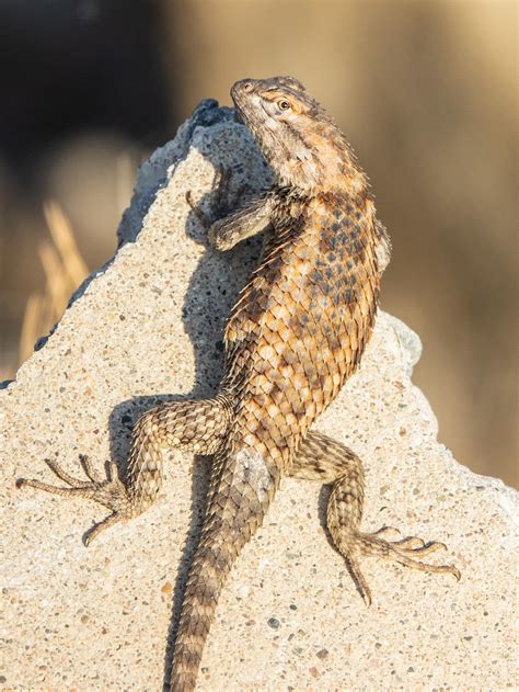 Desert Spiny Lizard At A Private Residence East Of Estrella Park R
