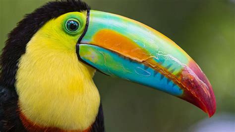 Toucan Exotic Bird Costa Rica Desktop Hd Wallpaper For Mobile Phones