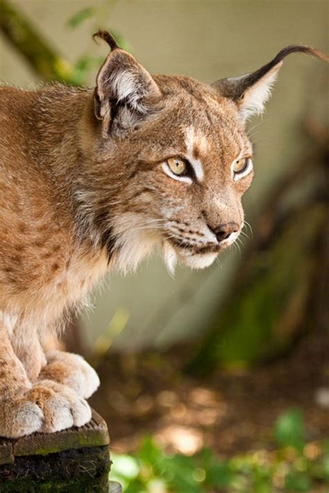 Wild Cats Found In Florida Abes Animals Florida Bobcat Maybe You