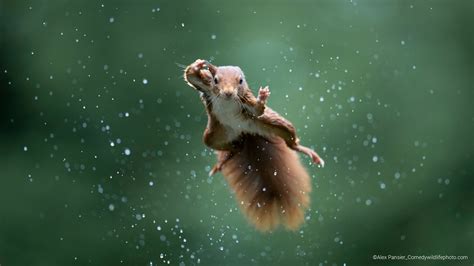 Comedy Wildlife Photo Finalists Are Every Bit As Silly As You D Hope