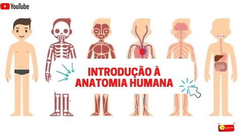 Introdução à Anatomia Humana Parte 2 YouTube