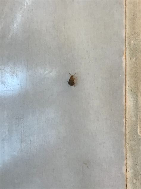 Identifying Small Brown Bugs Thriftyfun