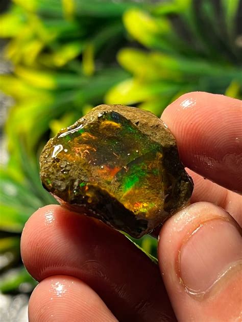 15x22x29mm 51ct Oil Opal Flashy Fire Rare Ethiopian Opal Etsy Rough