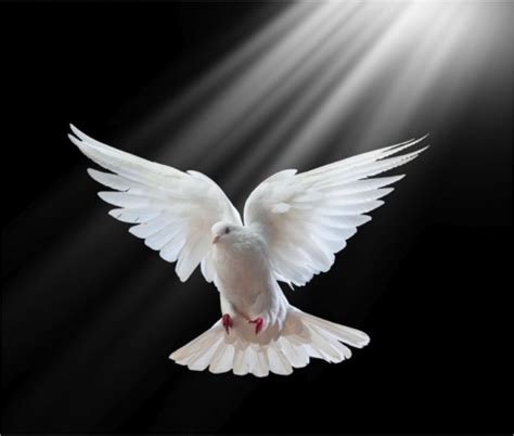 Columbidae Holy Spirit In Christianity Doves As Symbols Png