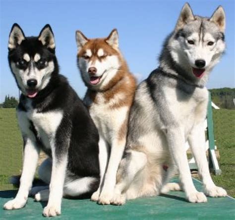 50 Very Beautiful Siberian Husky Dog Photos And Pictures