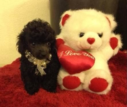Starting with a puppy is starting with a blank slate. (AKC) Cute Poodle puppy female for adoption for Sale in ...