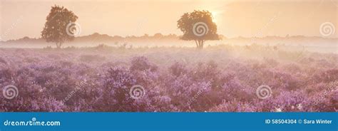 Fog Over Blooming Heather In The Netherlands Stock Photo Image Of