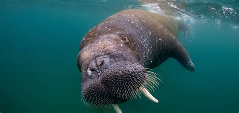 Can You Spot A Walrus In The Wild Or Better Yet From Space