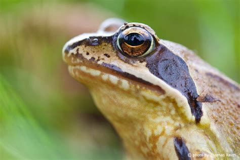 Common Frog Rana Temporaria Info Details Facts And Images