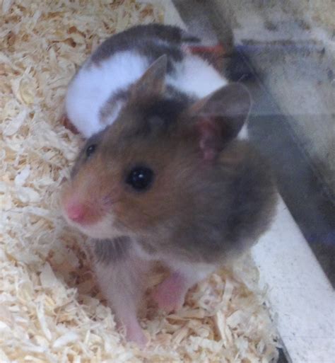 Syrian Hamster Angell Pets The Friendliest Pet Shop In Gloucester