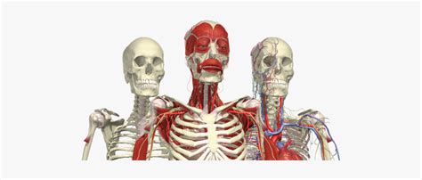 Clip Art Anatomical Images Free Complete Human Anatomy Primal 3d