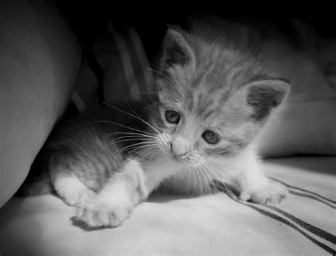 Pretty Little Kitten Free Stock Photo Public Domain Pictures