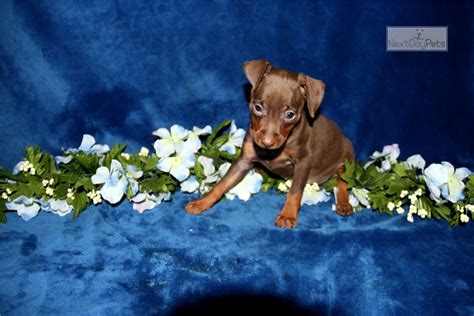 Tiny Tim Miniature Pinscher Puppy For Sale Near Blacksburg Virginia